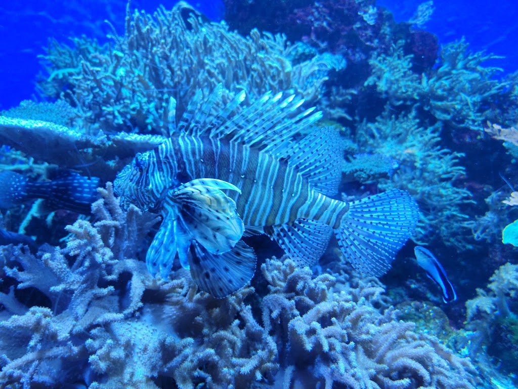 Downtown Aquarium | 700 Water St, Denver, CO 80211, USA | Phone: (303) 561-4450