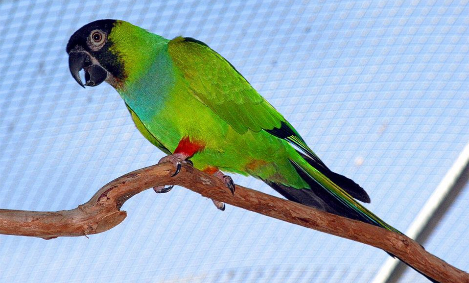 Birds of Paradise Sanctuary & Rescue | 17020 Water Line Srv Rd, Bradenton, FL 34212, USA | Phone: (727) 366-9997