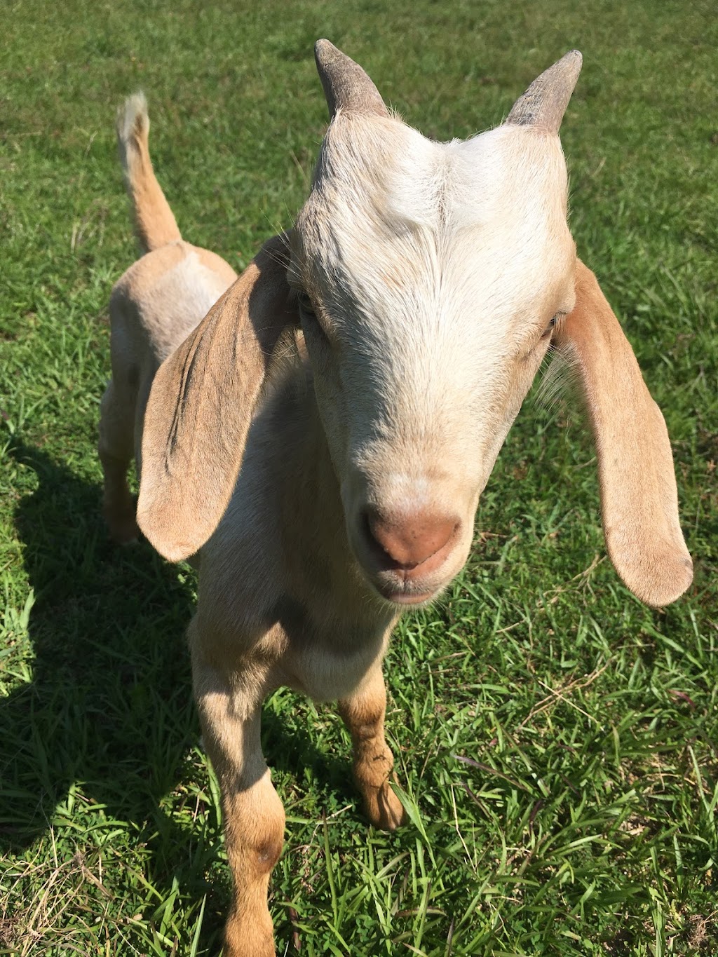 Cool Creek Farm | 738 Castle Rock Farm Rd, Pittsboro, NC 27312, USA | Phone: (919) 542-3862