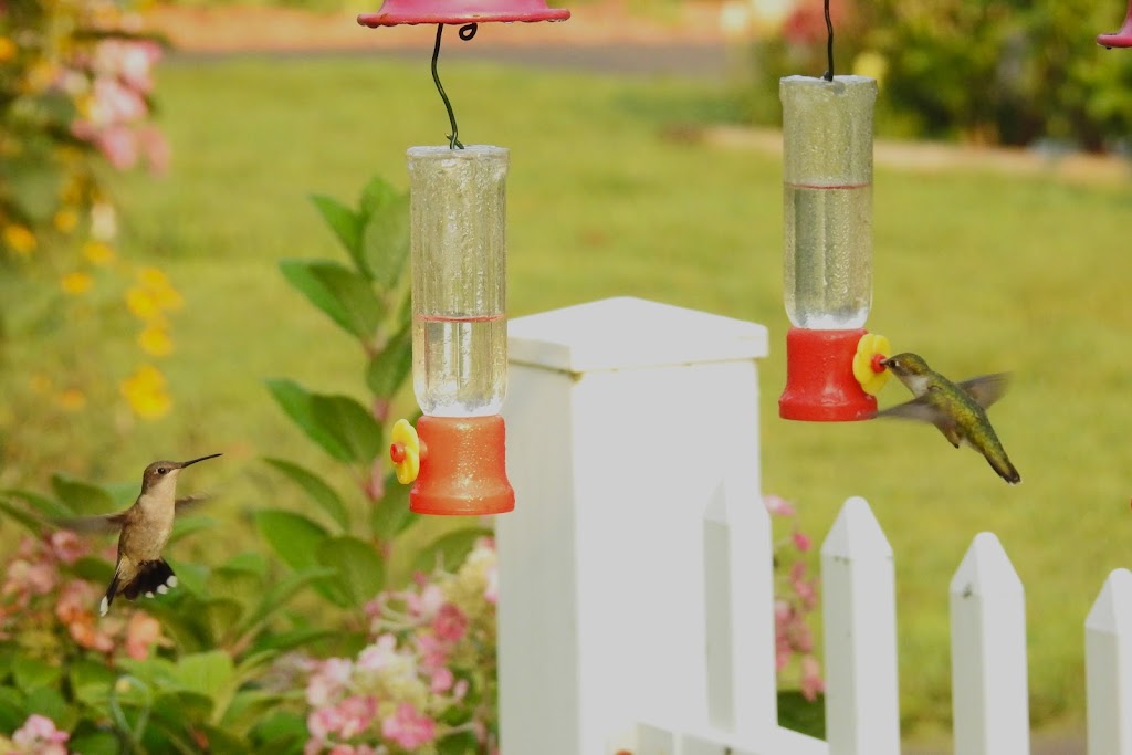 Henderson Hummingbird Garden | 209 N 4th St, Henderson, MN 56044, USA | Phone: (507) 248-3458