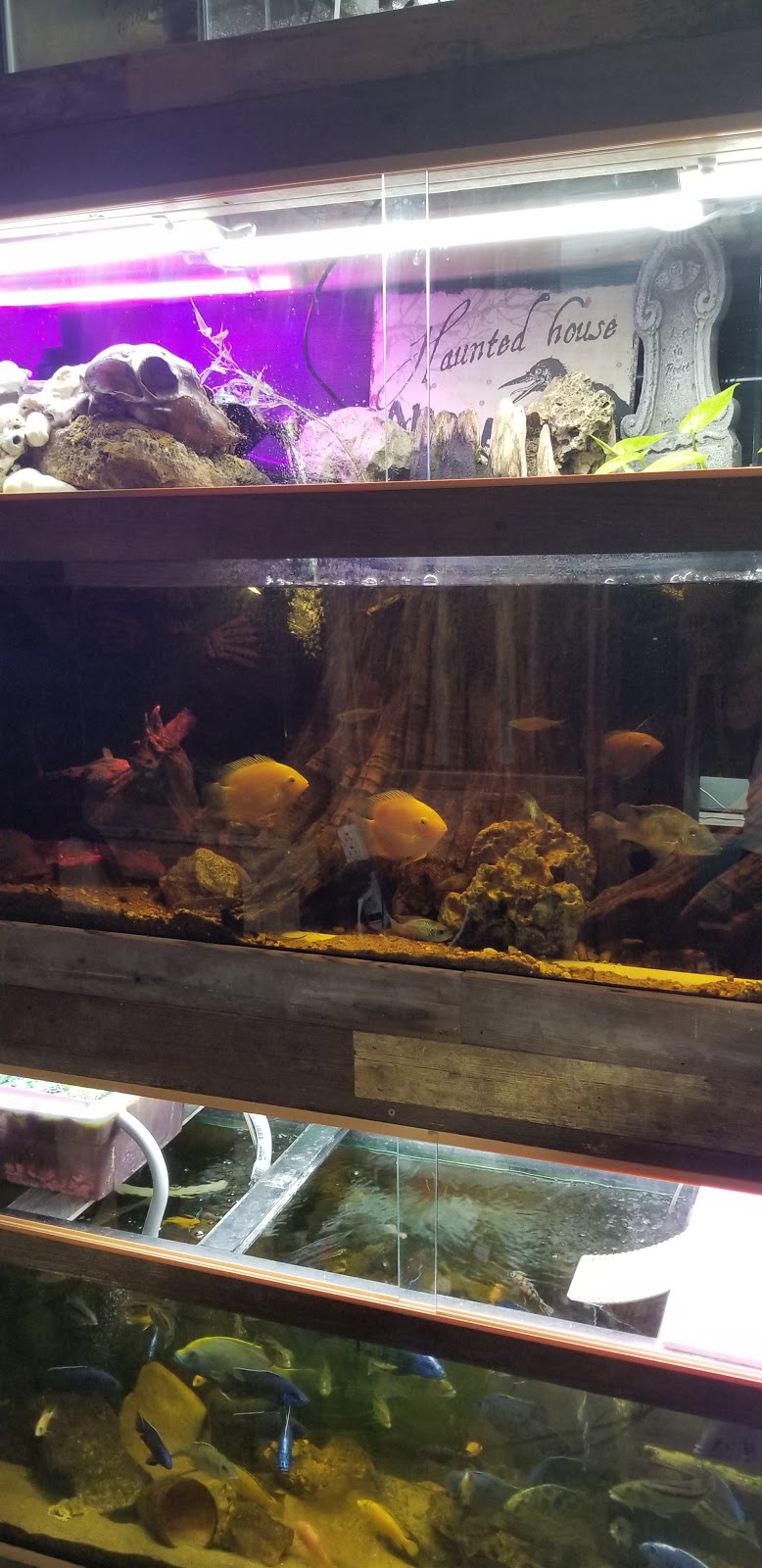 Daves Cichlids & Water Works | 504 S Hawthorne Dr, Pacific, MO 63069, USA | Phone: (314) 330-2755
