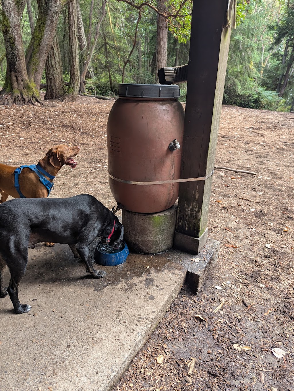 Point Defiance Dog Park | Five mile Rd, Tacoma, WA 98407, USA | Phone: (253) 305-1024