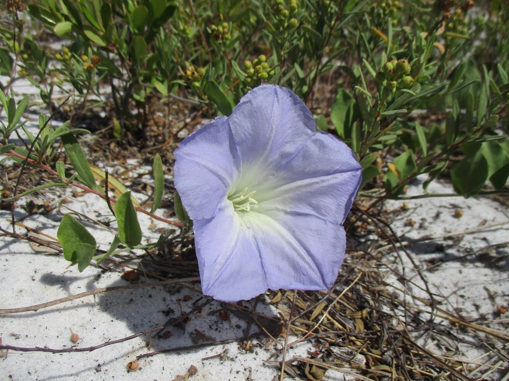 Lake Marion Creek Horseshoe Scrub Tract, South Property | Haines City, FL 33844, USA | Phone: (561) 686-8800