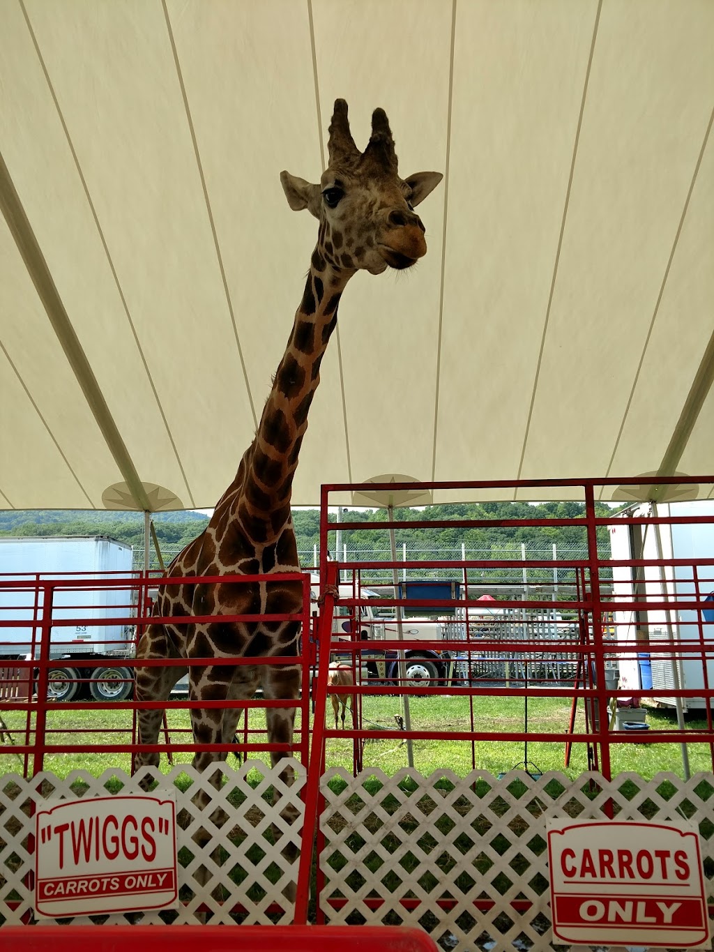 Altamont Fair | New York 146 &, Arlington St, Guilderland, NY 12009, USA | Phone: (518) 861-6671