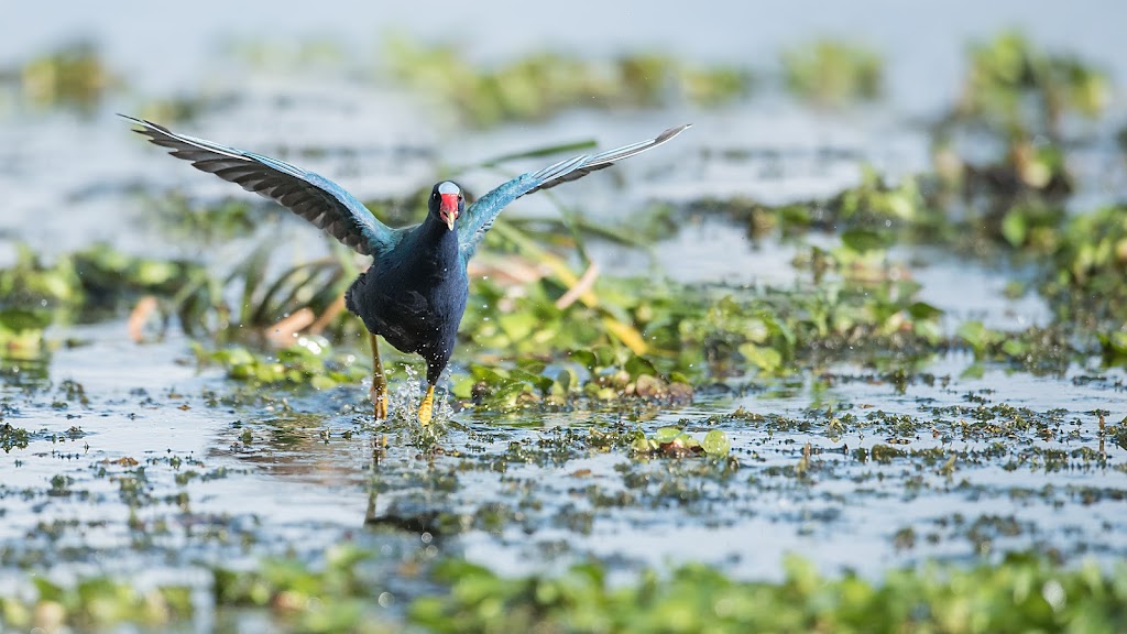 Raymond Barlow Nature Photo Tours | 242 Lakeport Rd #6, St. Catharines, ON L2N 6V2, Canada | Phone: (905) 520-8853