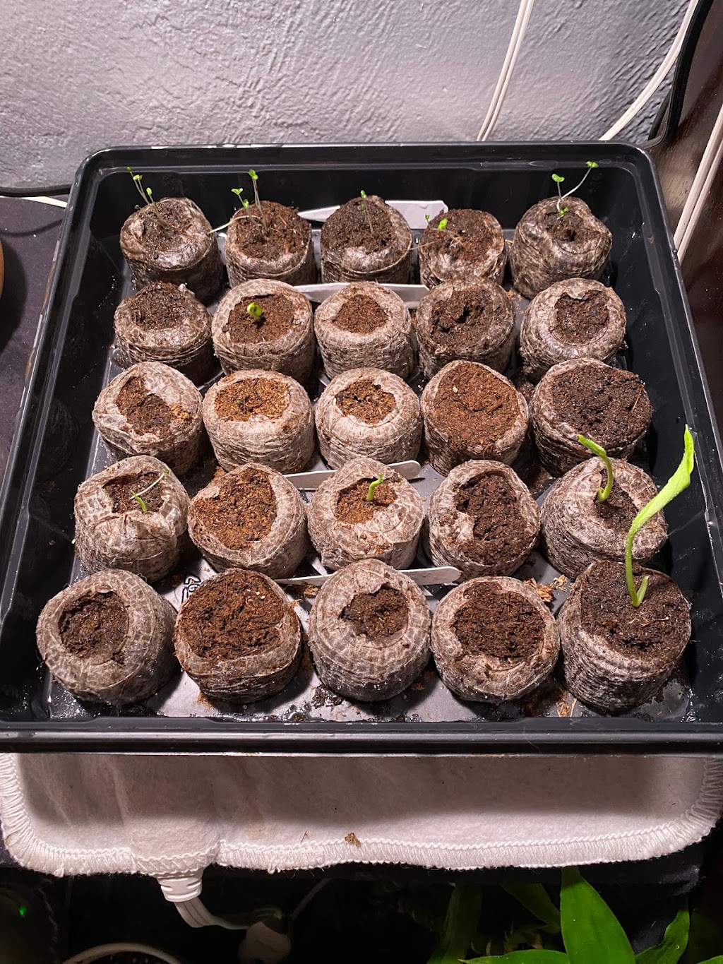 Central Florida PlantLife, LLC | 119 Moonstone Ct, Port Orange, FL 32129, USA | Phone: (386) 451-8348