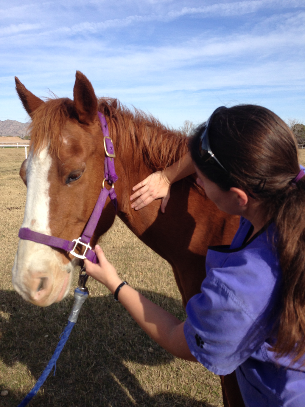 Durango Equine Veterinary Clinic | 20908 W Durango St, Buckeye, AZ 85326, USA | Phone: (623) 386-2928