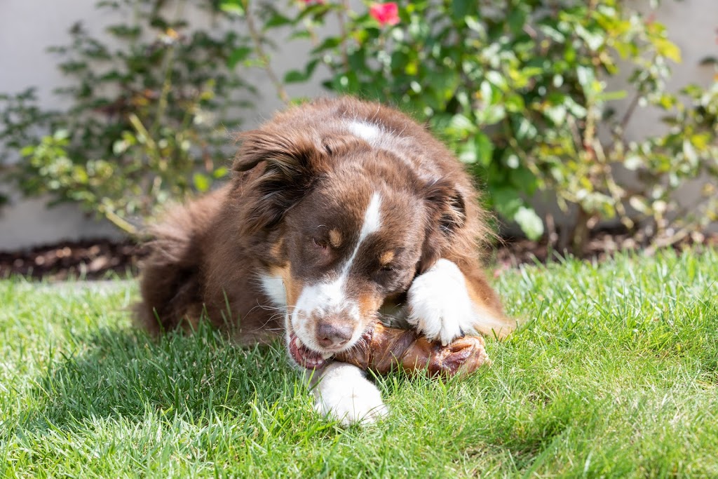 Natural Cravings Pet Treats | 1100 NW 7th St, Homestead, FL 33030, USA | Phone: (786) 410-8099