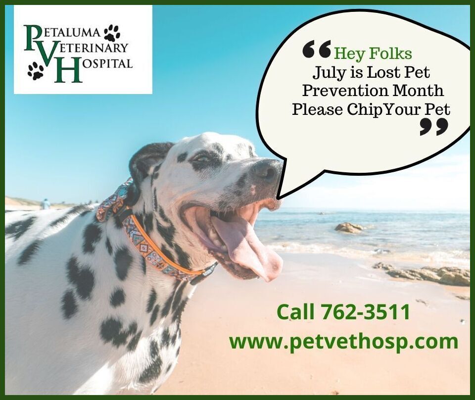 Petaluma Veterinary Hospital | 2443 Petaluma Blvd N, Petaluma, CA 94952, USA | Phone: (707) 762-3511