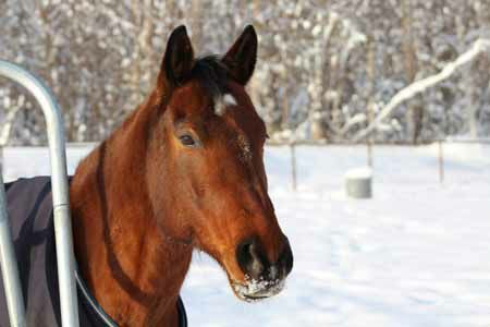 AURORA Equine Therapy | 1988 W Fairview Loop, Wasilla, AK 99654 | Phone: (907) 227-0406