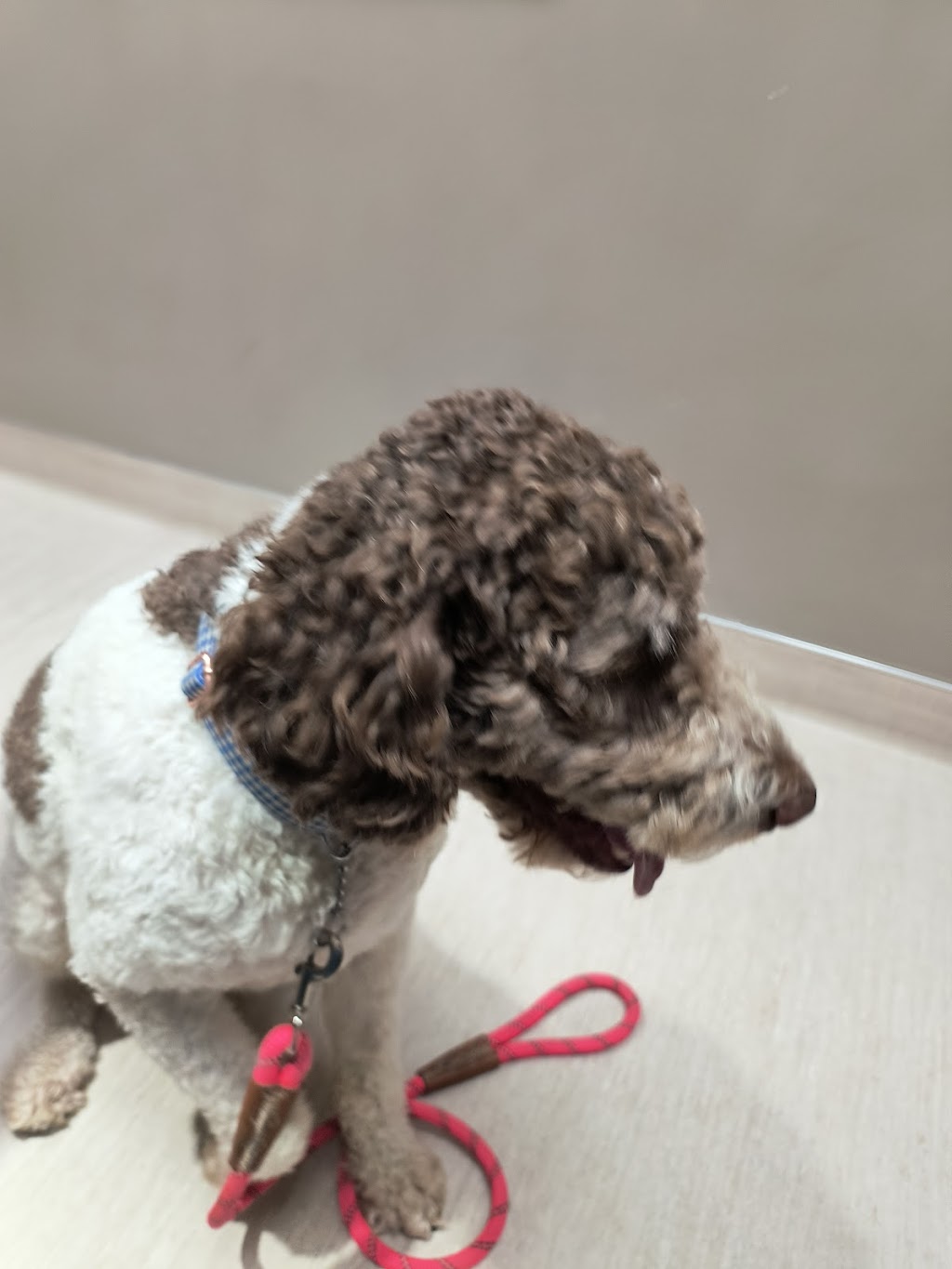 CareVet of Honor Heights | 4011 W Okmulgee Ave, Muskogee, OK 74401, USA | Phone: (918) 682-6652