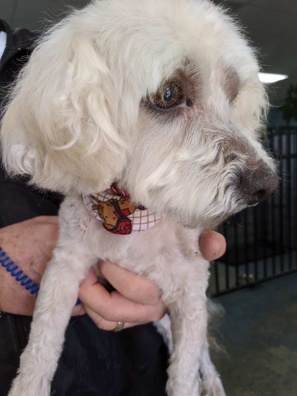 Bow Wow Bath House | 29800 Bradley Rd STE 122, Menifee, CA 92586, USA | Phone: (951) 246-2284 Bow Wow Bath House | 29800 Bradley Rd STE 122, Menifee, CA 92586, USA | Phone: (951) 246-2284