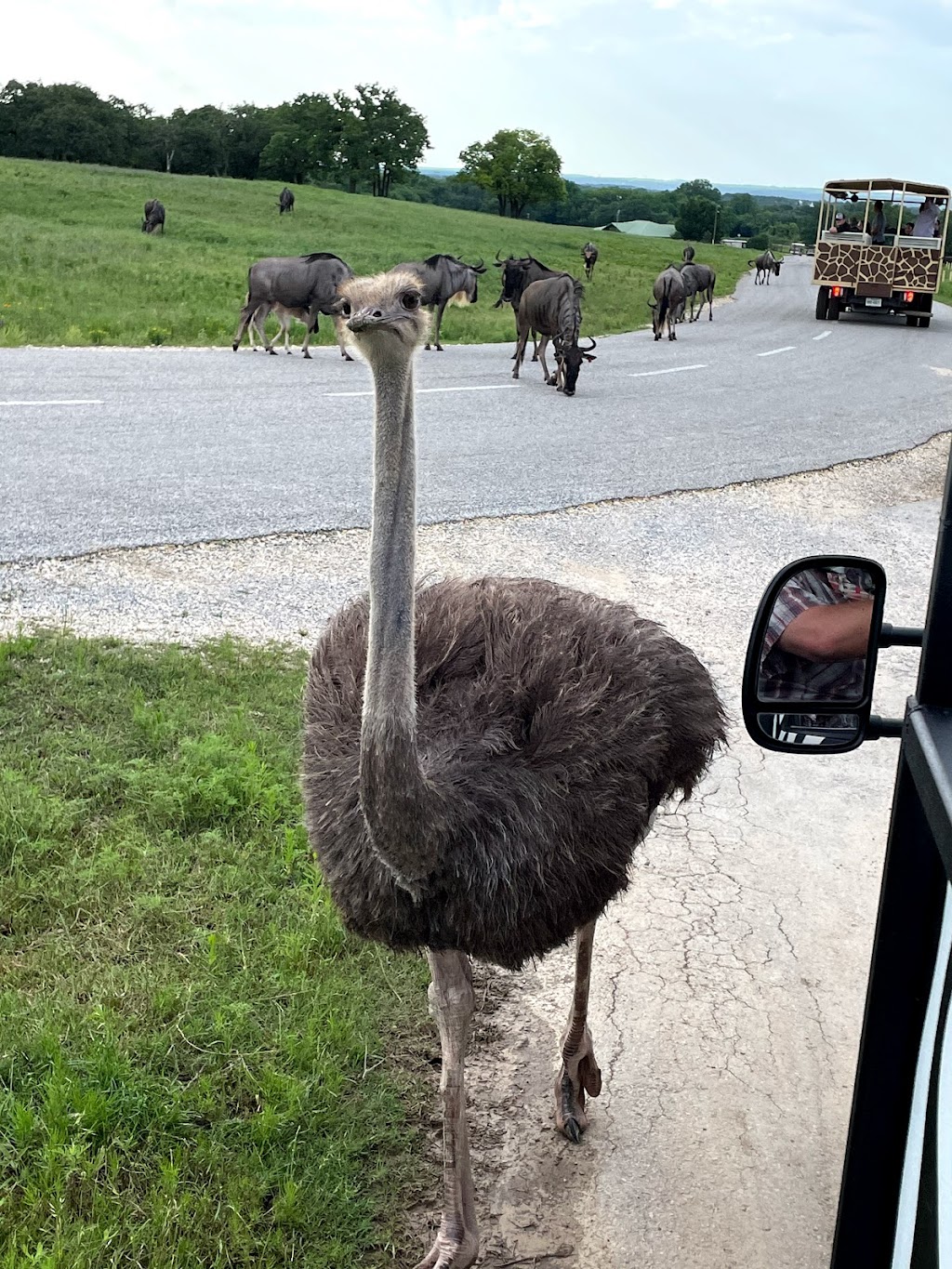 Fossil Rim Wildlife Center-Childrens Animal Center | 1789 Co Rd 2009, Glen Rose, TX 76043, USA | Phone: (254) 897-2960