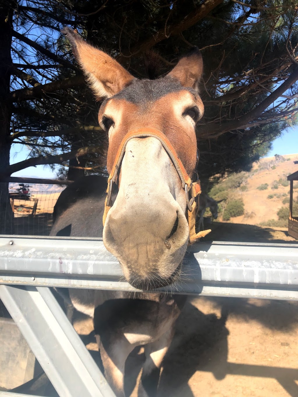 Lone Juniper Ranch | Lebec, CA 93243, USA | Phone: (231) 878-6528