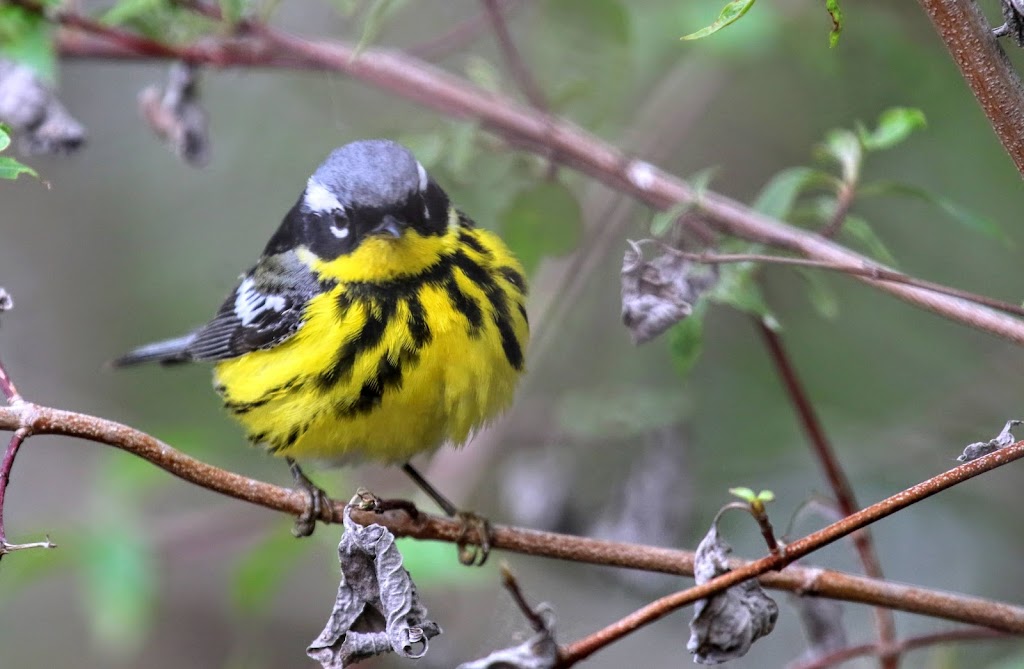 Magee Marsh | Magee Marsh Wildlife Area State Route 2 Oak Harbor OH, Curtice, OH 43412, USA | Phone: (419) 898-0960