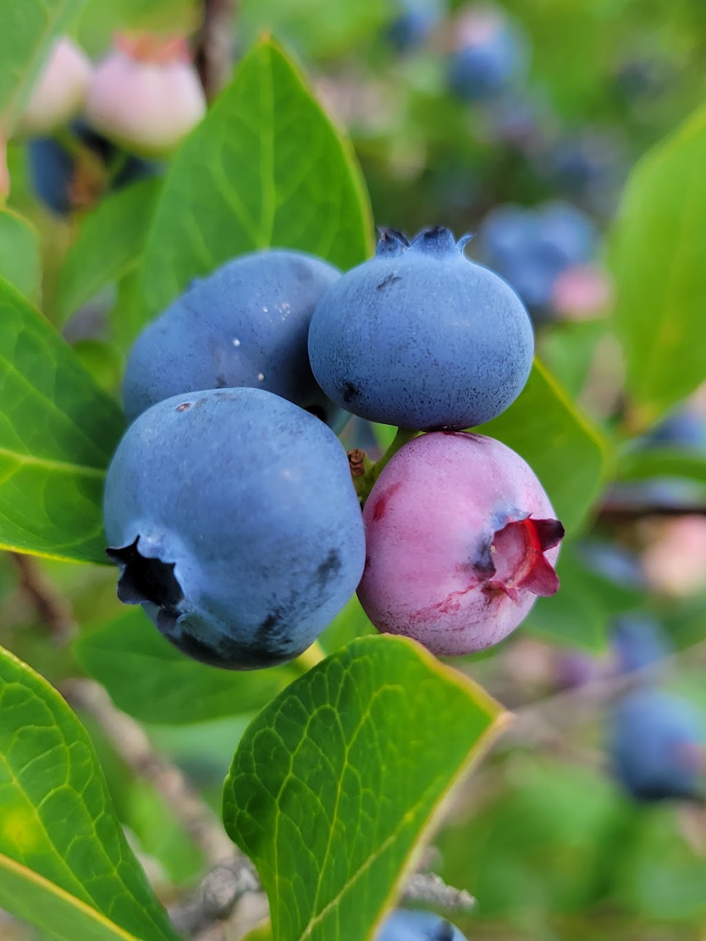 Burdick Blueberries | 8267 Thompson Rd, Cattaraugus, NY 14719, USA | Phone: (716) 257-9760