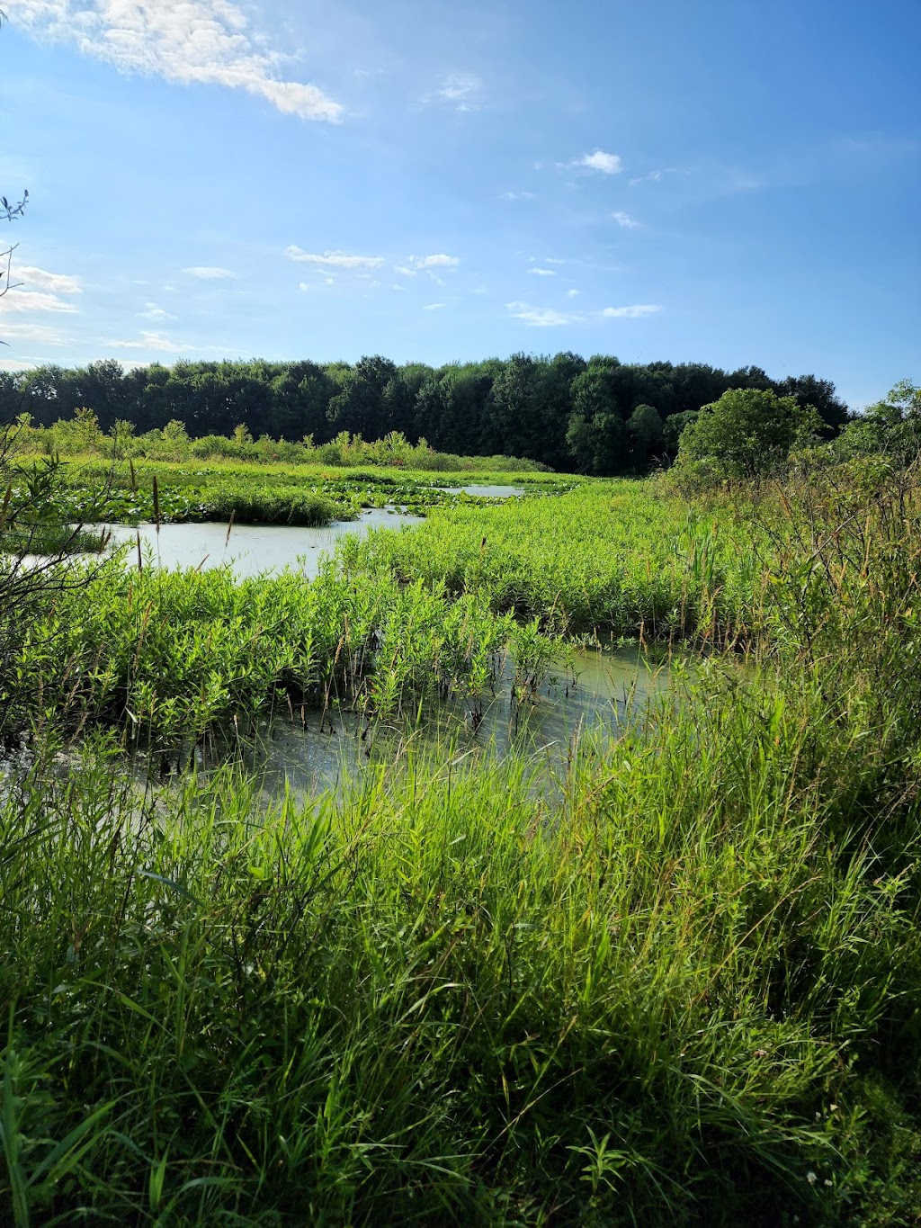 Koenn Nature Preserve | 2200 Hayes Rd, Chelsea, MI 48118, USA | Phone: (734) 971-6337