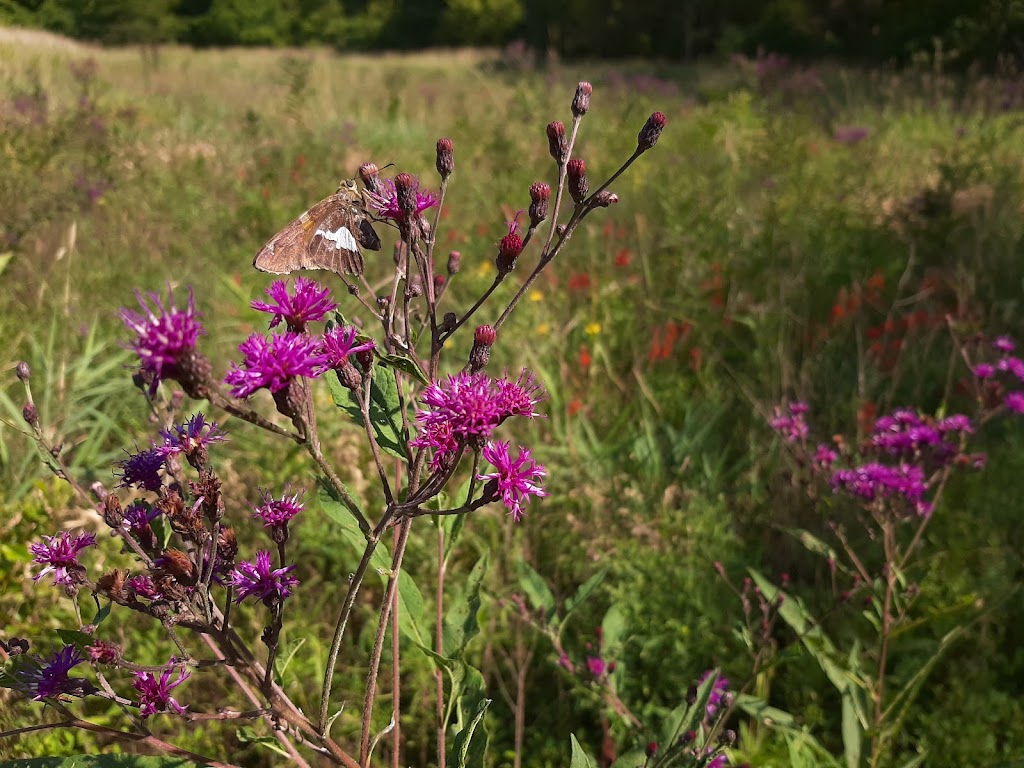 Rieck Center For Habitat Studies | 17311 Township Rd #166, Arlington, OH 45814, USA | Phone: (419) 434-4799