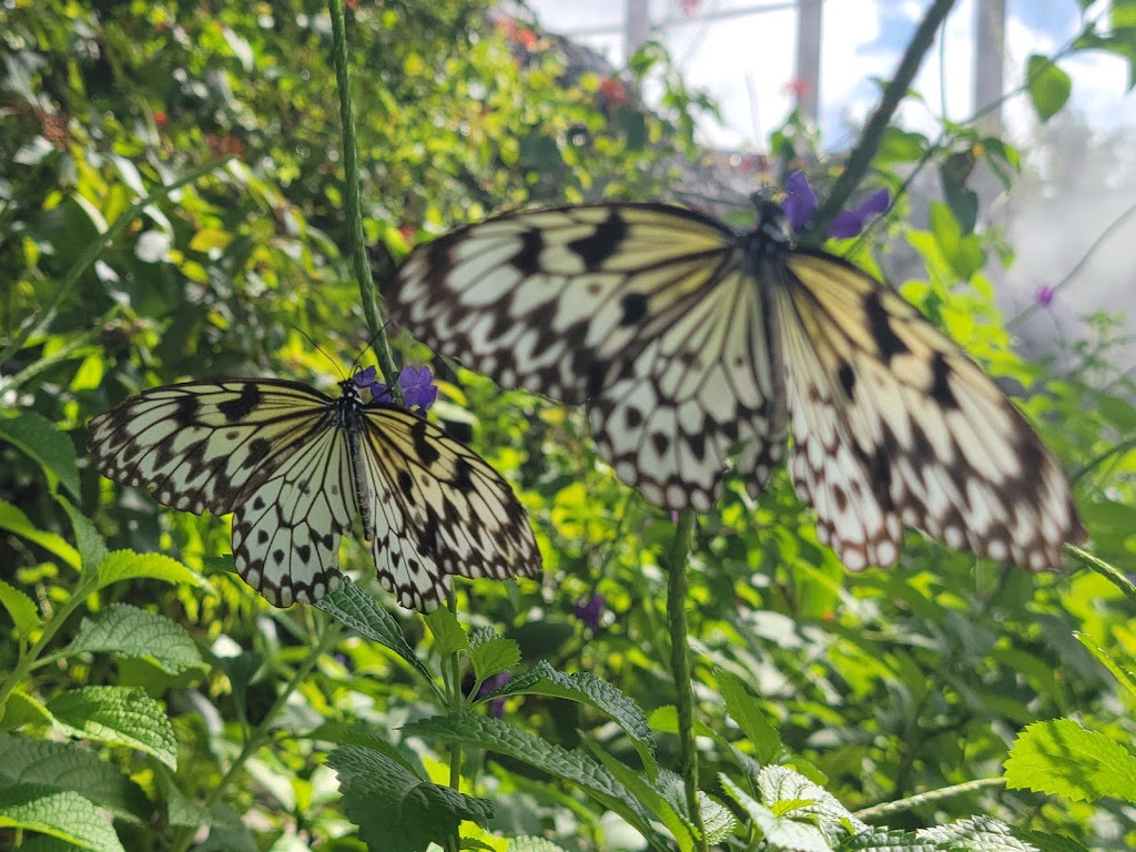 Butterfly World | Tradewinds Park - South, 3600 W Sample Rd, Coconut Creek, FL 33073, USA | Phone: (954) 977-4400