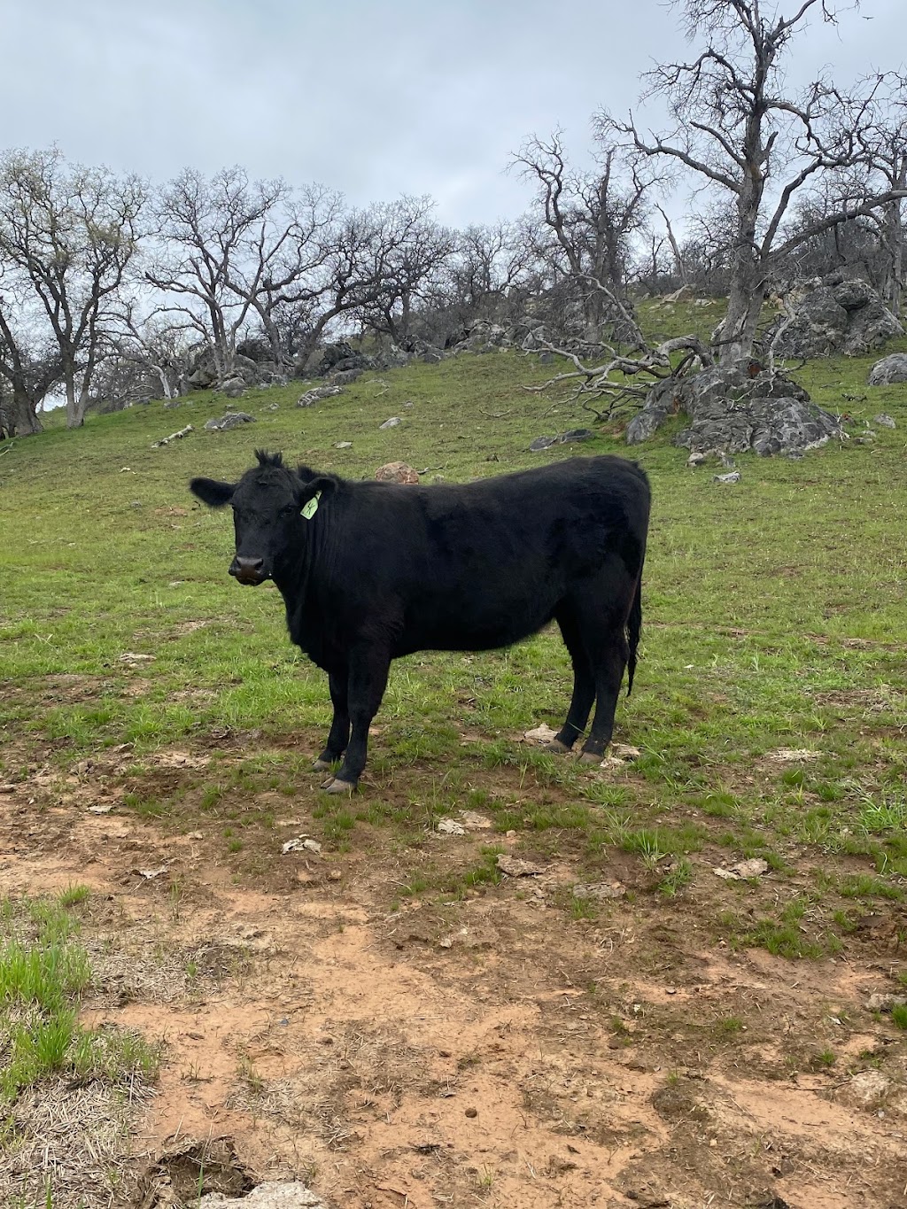 Grass Fed Beef By Cody Kingston | 957 Park View Dr, Livingston, CA 95334, USA | Phone: (209) 769-1792