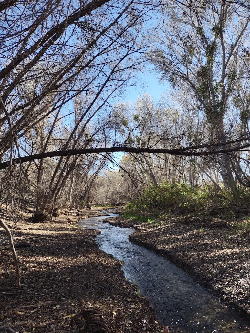 Hassayampa River Preserve | 49614 U.S. Hwy 60 89, Wickenburg, AZ 85390, USA | Phone: (928) 684-2772