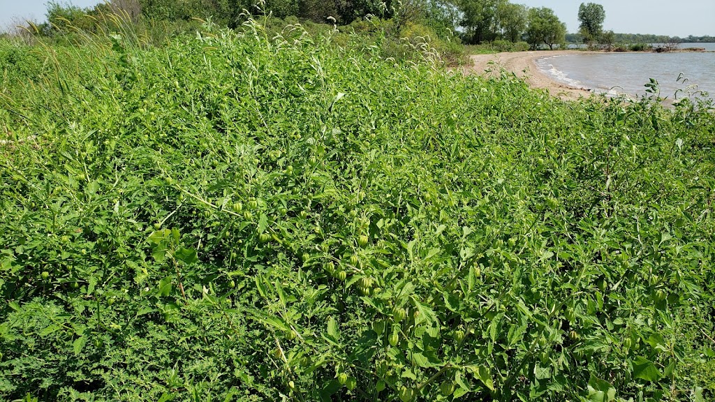 Cheney Wildlife Area | 21514 South Yoder Road, Pretty Prairie, KS 67570, USA | Phone: (620) 672-5911