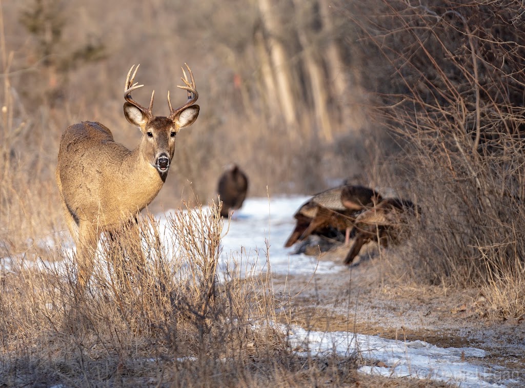 Stage Nature Center | 6685 Coolidge Hwy, Troy, MI 48098, USA | Phone: (248) 688-9703