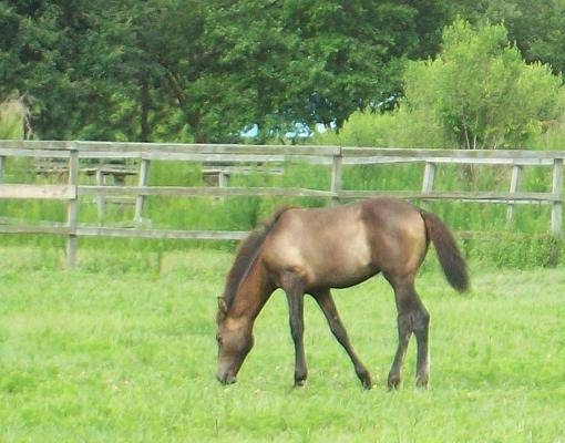 Alipar Equestrian | 17321 Morris Bridge Rd, Thonotosassa, FL 33592, USA | Phone: (813) 782-3220