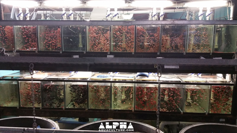 Alpha Aquaculture | 2426 Vondron Rd, Madison, WI 53718, USA | Phone: (608) 665-3361