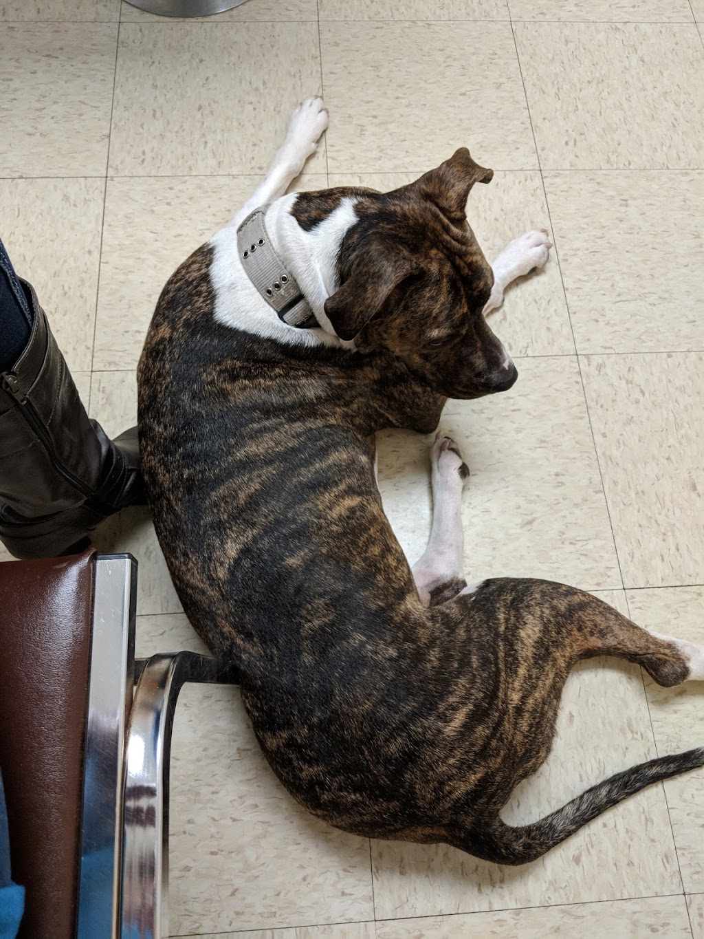 Kittanning Veterinary Hospital 170 E Brady Rd, Kittanning, PA 16201