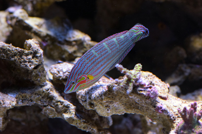 VIP Reef Aquarium | 16300 SW 137th Ave #121, Miami, FL 33177 | Phone: (305) 278-7777