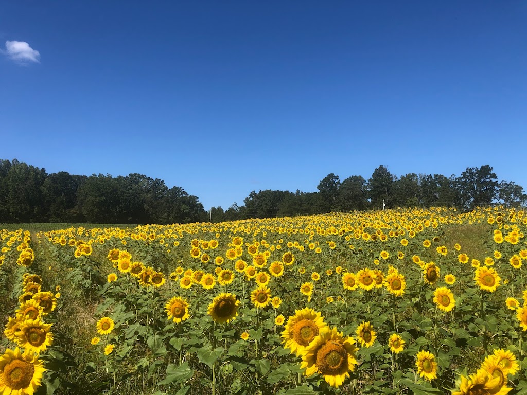 Kersey Valley Sunflower Extravaganza | 6820 Cecil Farm Rd, Archdale, NC 27263, USA | Phone: (336) 431-1700