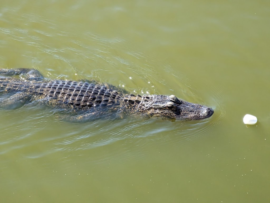 Zams Swamp Tour | 141 Kraemer Bayou Rd, Thibodaux, LA 70301, USA | Phone: (985) 633-7881