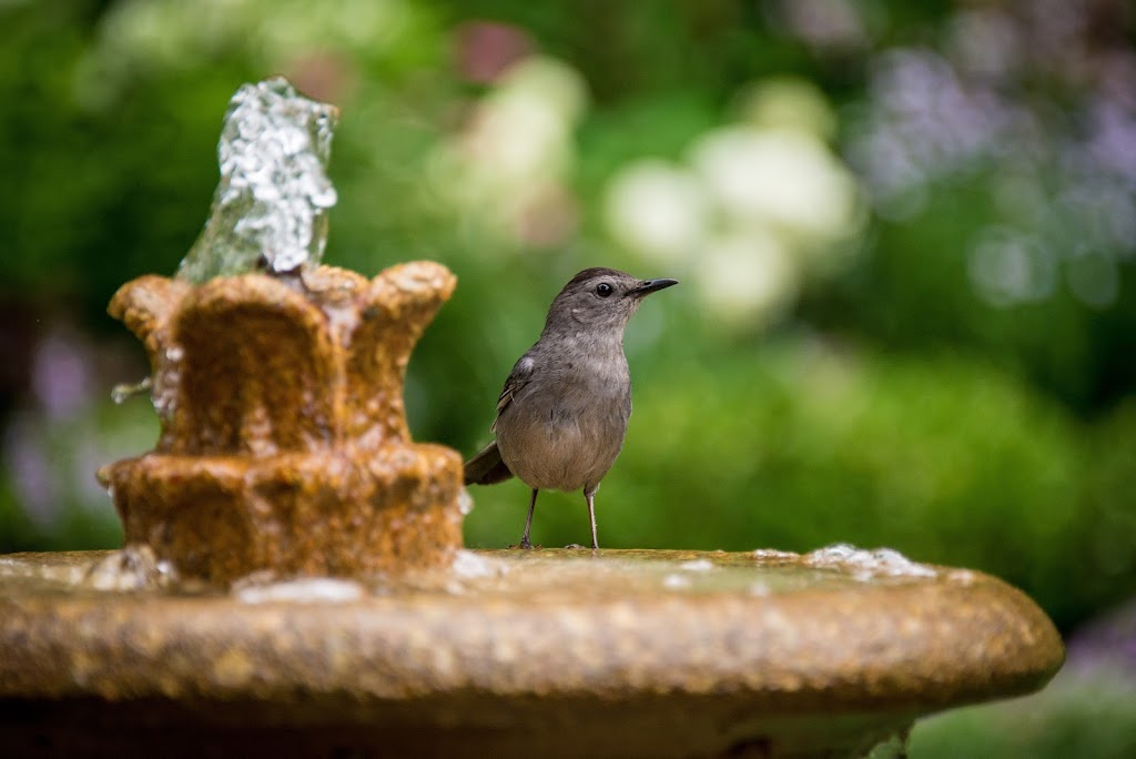 Creative Water Gardens Nursery, Ponds, & Fountains | 19777 McHenry Ave, Escalon, CA 95320, USA | Phone: (209) 838-8650