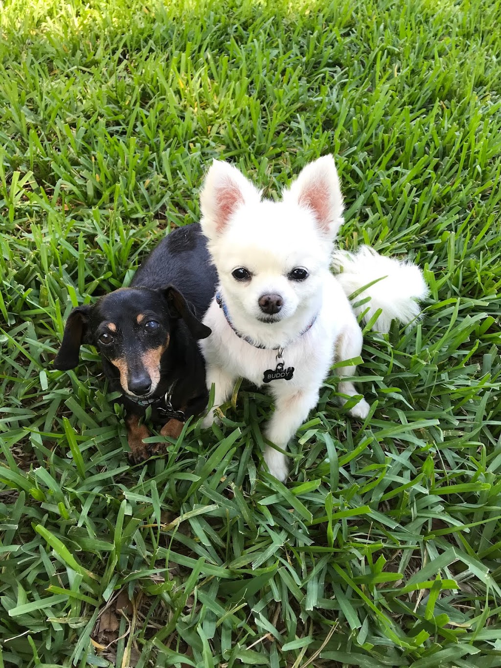 Walk-In Veterinary Care | 5080 N U.S. Hwy 41, Apollo Beach, FL 33572, USA | Phone: (813) 213-8515