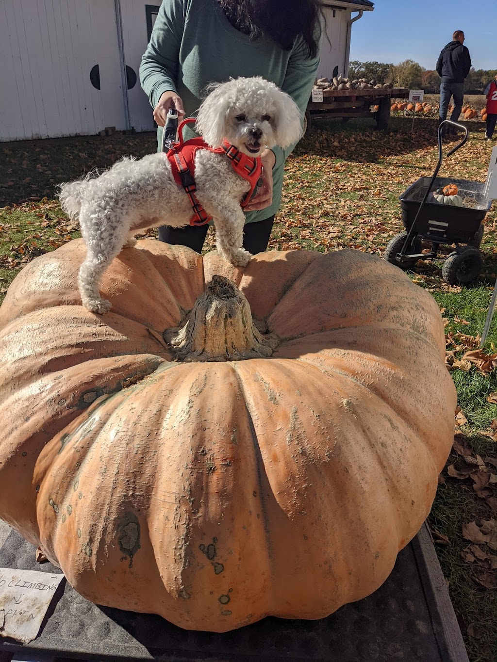 Hermanson Pumpkin Patch | 127 County Hwy N, Edgerton, WI 53534, USA | Phone: (608) 751-9334