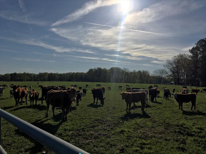 Tennessee Grass Fed Farm | 335 Williams Rd, Clarksville, TN 37043, USA | Phone: (615) 347-5454