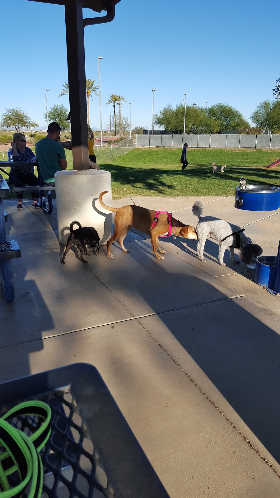 Small Dog Park | 15960 N Bullard Ave, Surprise, AZ 85374, USA | Phone: (623) 222-2000