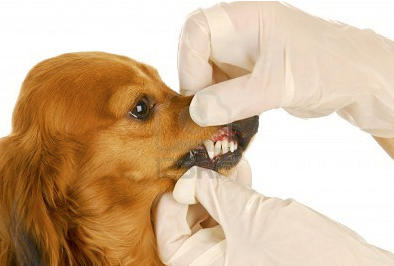 Affordable Veterinary Clinic | 4930 E Main St #2, Mesa, AZ 85205, USA | Phone: (480) 830-7729