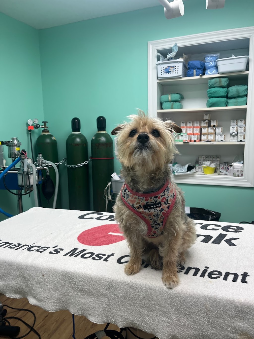 Central Monmouth Animal Hospital : Neil Bloom DVM | 154 South St, Freehold, NJ 07728, USA | Phone: (732) 462-1876