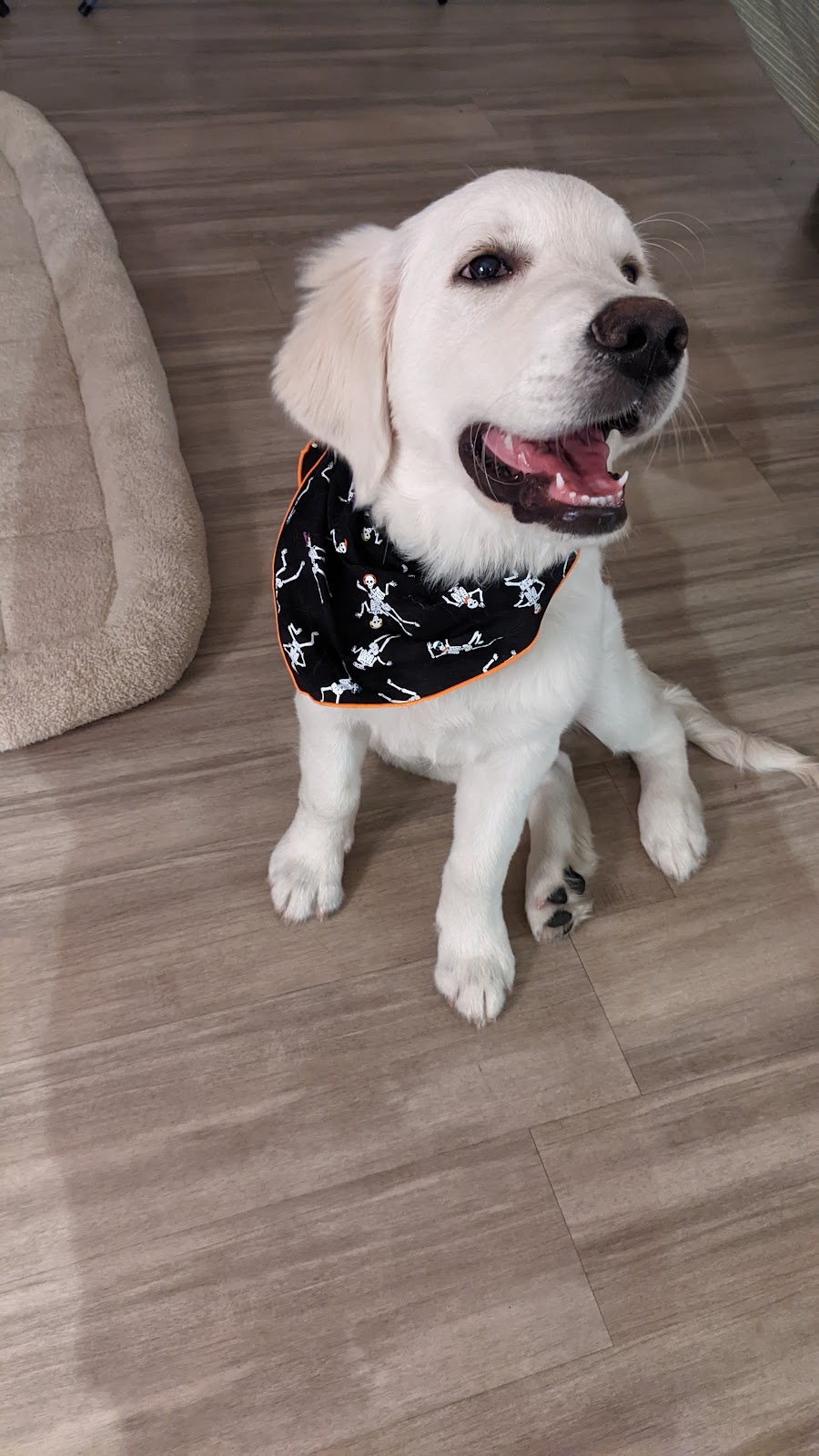 The Village Mutt | 665 E Foothill Blvd, Claremont, CA 91711, USA | Phone: (909) 624-3020