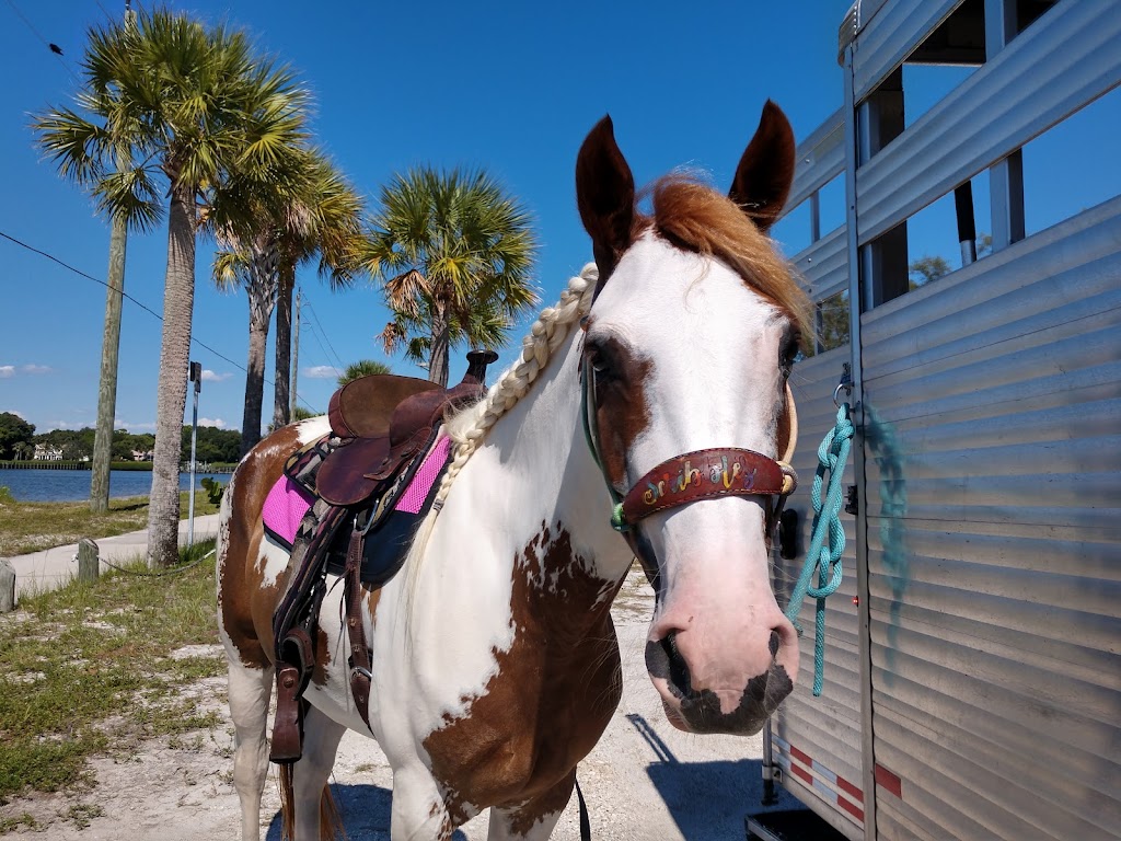 Gulf Coast Ponies | 6904 274th St E, Myakka City, FL 34251, USA | Phone: (941) 685-4644