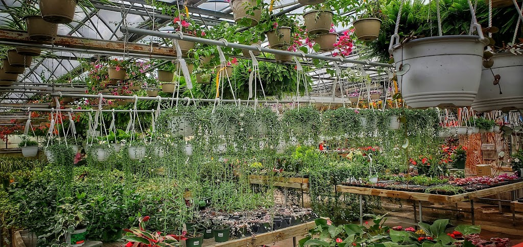 Pandys Garden Center | 41600 Griswold Rd, Elyria, OH 44035, USA | Phone: (440) 324-4314