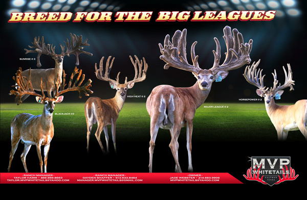 MVP Whitetails | 4400 Kaufman Rd, Kaufman, TX 75142, USA | Phone: (214) 683-9906