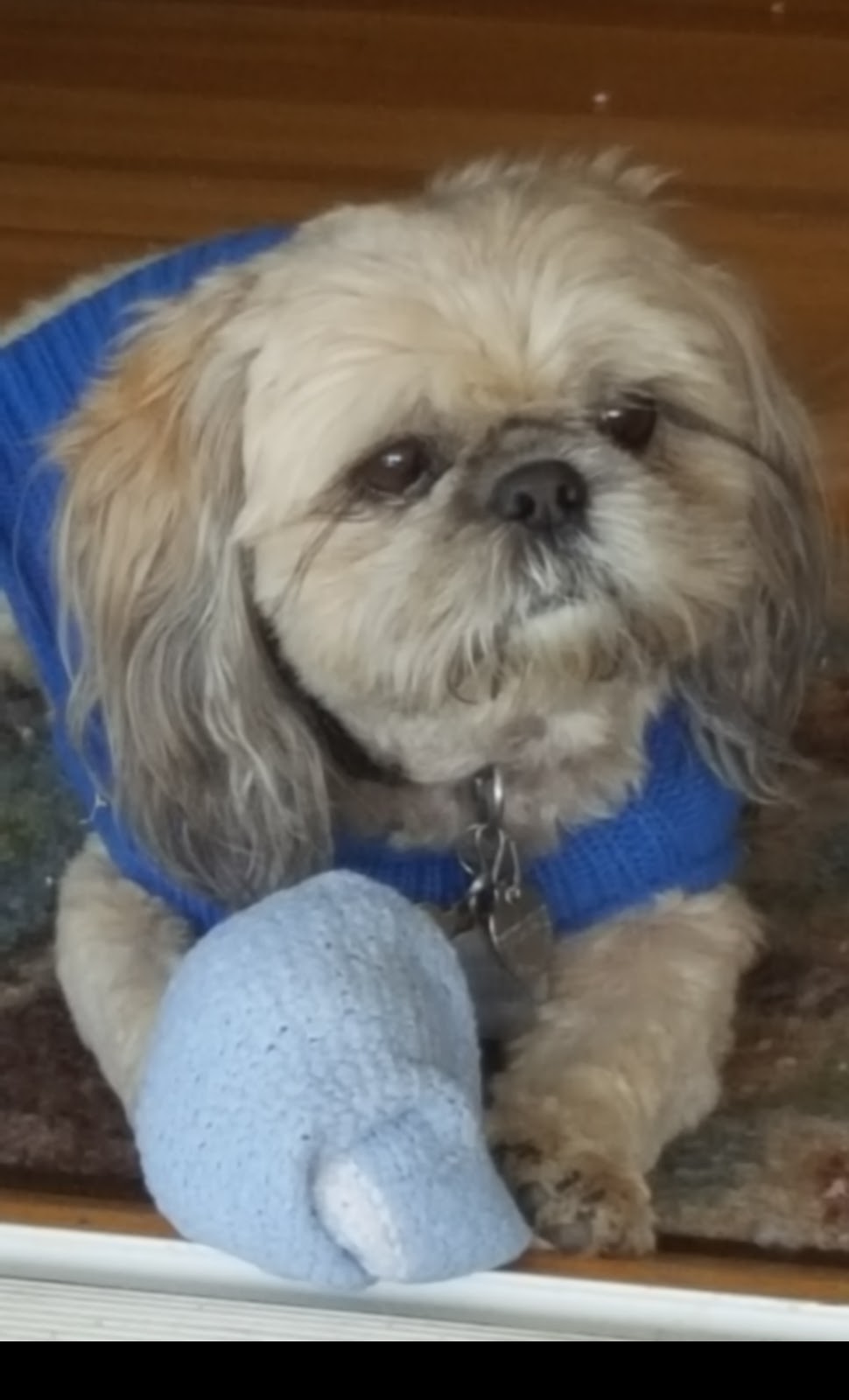 Northridge Veterinary Center | 19462 Rinaldi St, Northridge, CA 91326, USA | Phone: (818) 832-1888