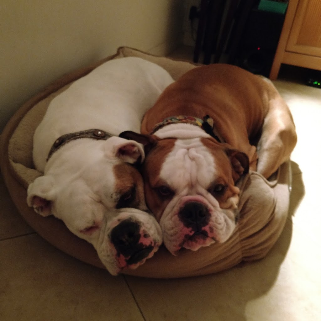 One of a Kind Bulldogs | 16777 Lake Wohlford Ln, Valley Center, CA 92082, USA | Phone: (760) 580-2293