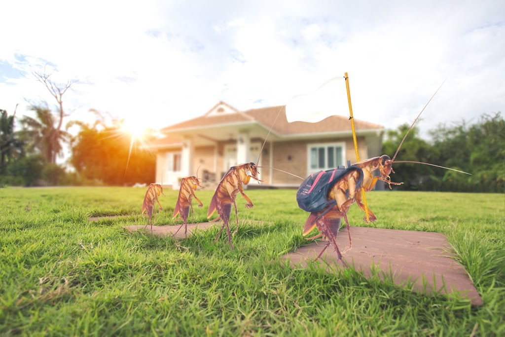 Conner Pest Management | 6716 N Chason Way, San Bernardino, CA 92407, USA | Phone: (909) 638-6275