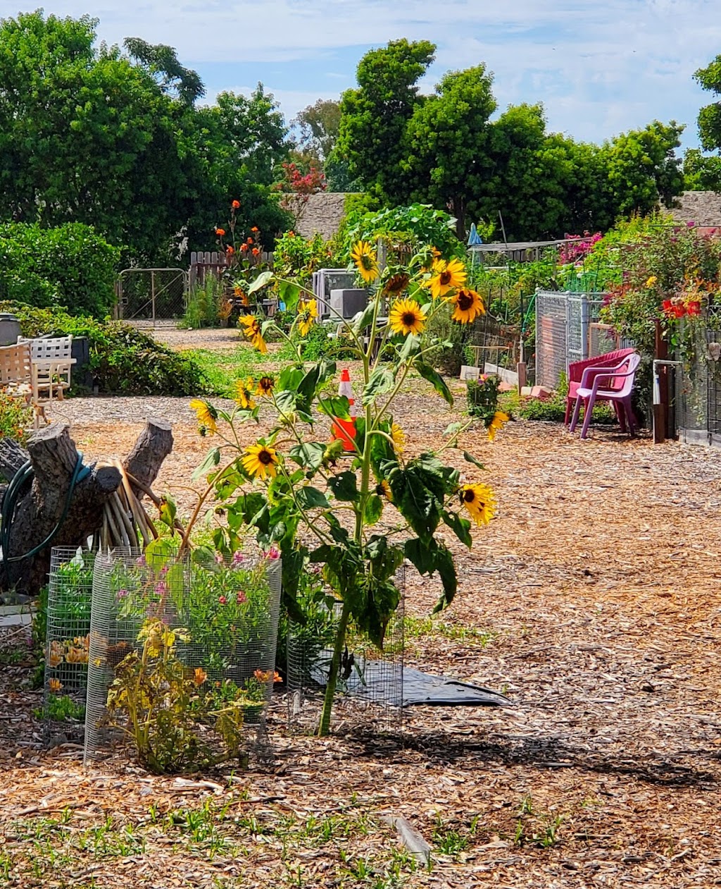 Seal Beach Community Garden | Seal Beach, CA 90740, USA | Phone: (562) 431-2527