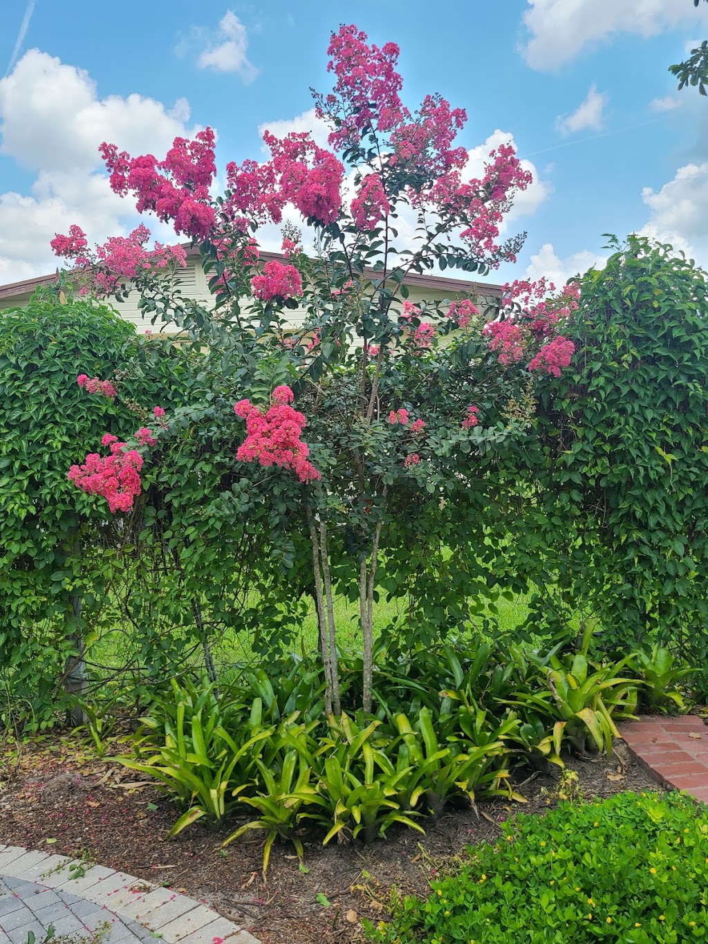 Woods Tree Farm | 3812 Stanley Rd, Plant City, FL 33565, USA | Phone: (813) 417-4565