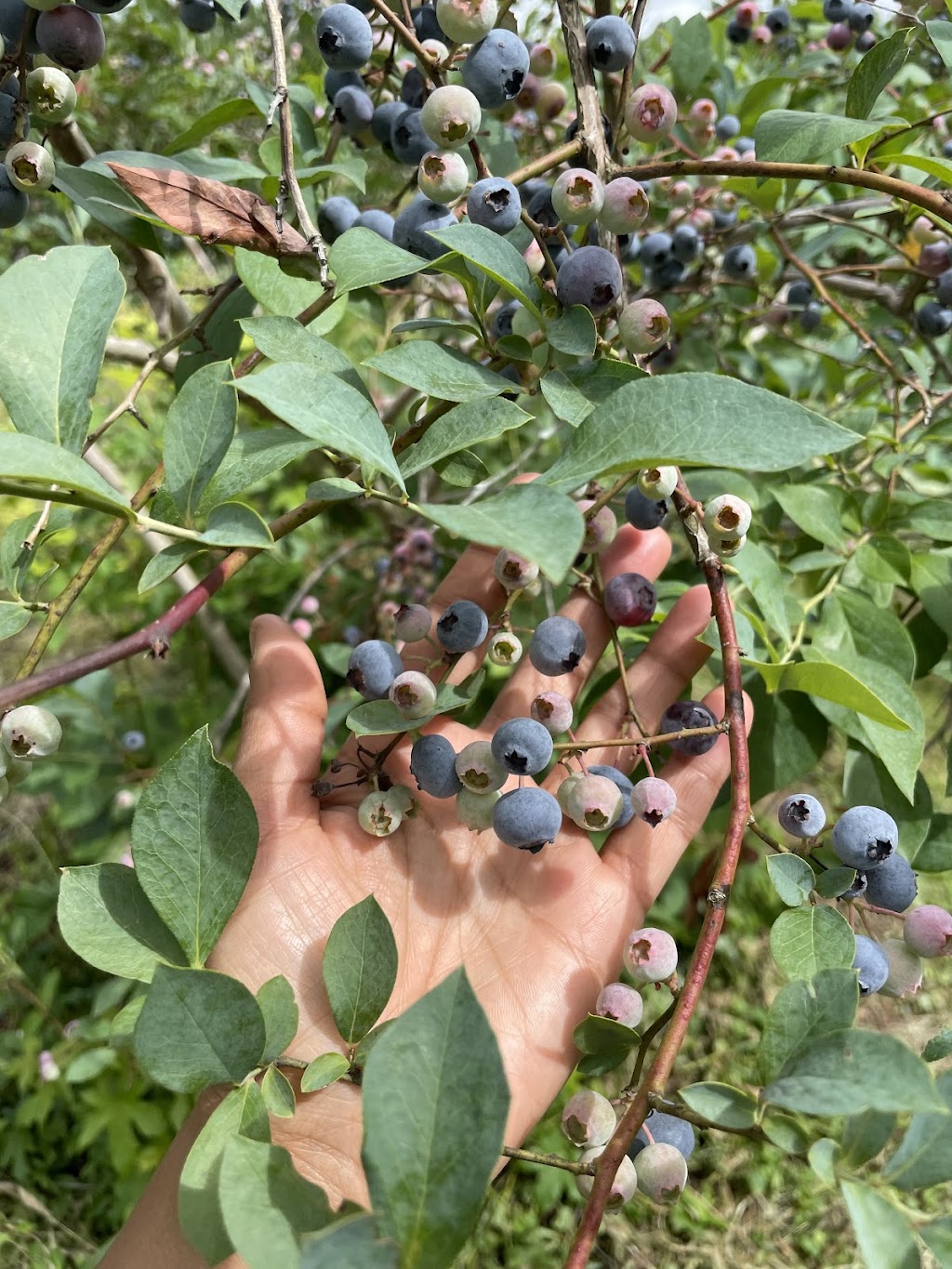 Cedar Grove Blueberry Farm | 105 Persimmon Hill Ln, Cedar Grove, NC 27231, USA | Phone: (919) 593-4715